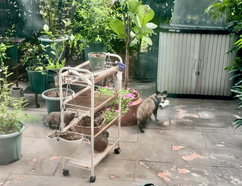 皇冠信用网在线申请_上海一小区居民苦恼新邻居：突然搬来让人提心吊胆皇冠信用网在线申请！不能抓不能打