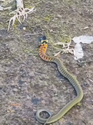 皇冠登3代理申请_内蒙古赤峰有人拍到了“鸡脖子蛇”皇冠登3代理申请，有毒！千万小心！