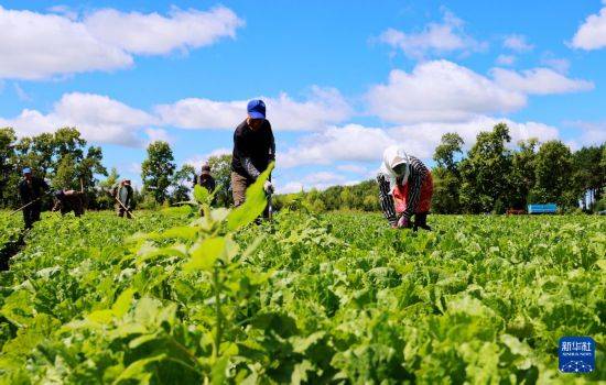 皇冠信用开户_立秋农事正当忙
