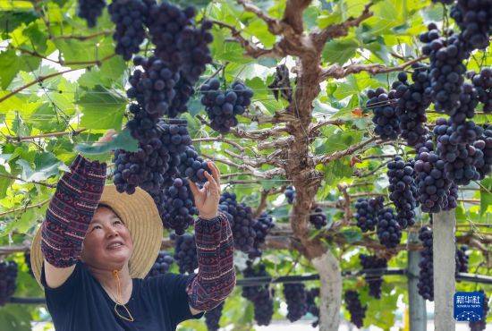 皇冠信用开户_立秋农事正当忙