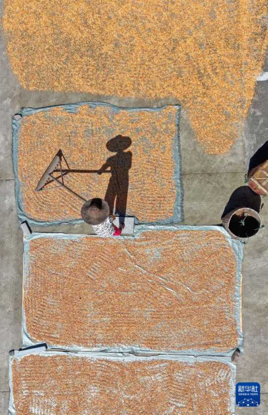 皇冠信用开户_立秋农事正当忙