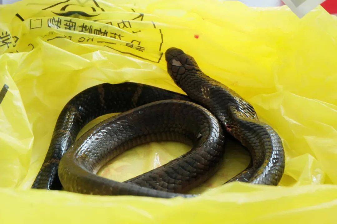 谢周三vs利兹联_眼镜王蛇咬伤老人谢周三vs利兹联，家属拖两米多长的“凶手”冲进医院！“拎蛇就医”可取吗？