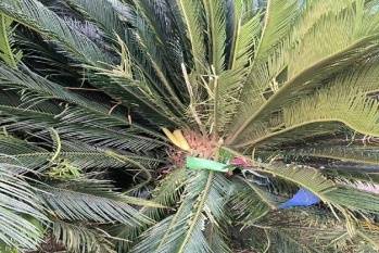 纳什维尔vs亚特兰大联_女子与妹妹因清理狗屎发生争执纳什维尔vs亚特兰大联，将2只狗从21楼扔下摔死，狗买回不到一个月，最小1斤重